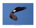 _1SB7675 American Bald Eagle a85x11